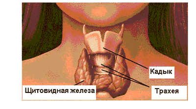 Заболевания Щитовидной Железы И Беременность Реферат